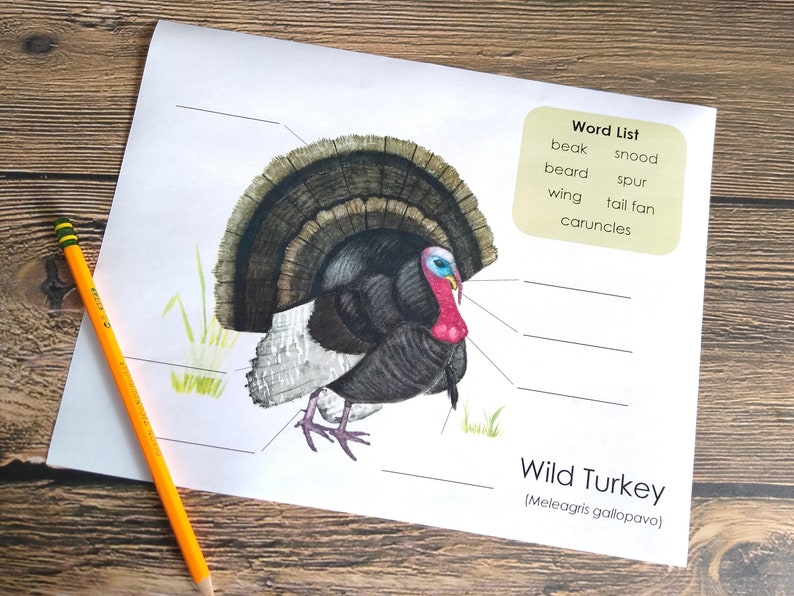 Wild Turkey Anatomy Pack Homeschool Printable Nature Study Etsy España