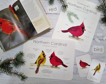 Northern Cardinal Anatomy Pack | Homeschool Printable | Nature Study