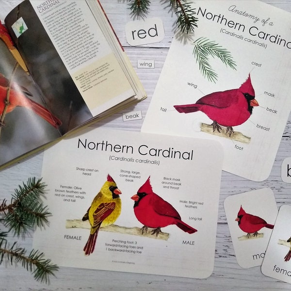 Northern Cardinal Anatomy Pack | Homeschool Printable | Nature Study