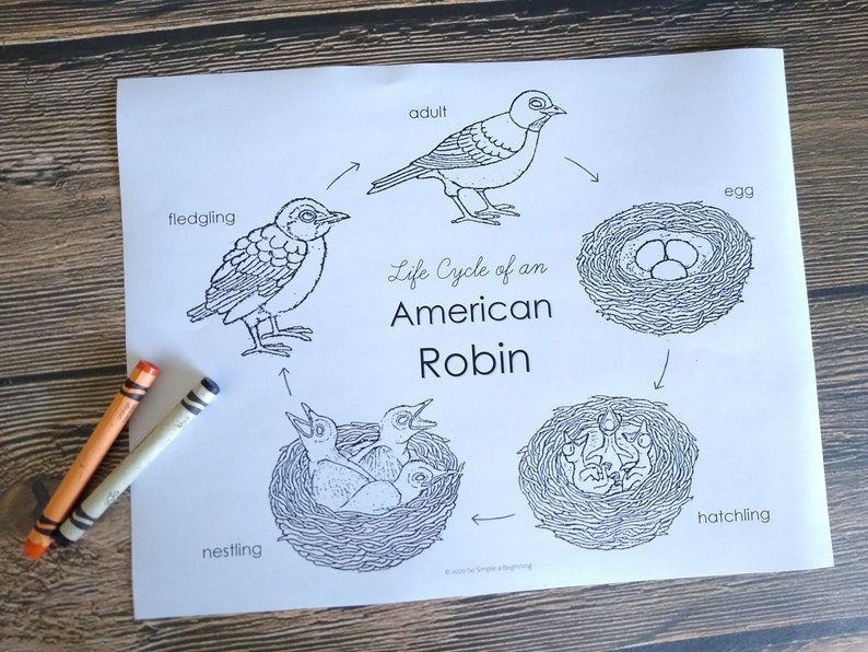 American Robin Life Cycle Pack Homeschool Printable 3-Part | Etsy