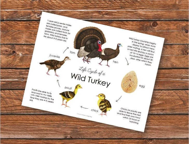 Wild Turkey Life Cycle Pack Homeschool Printable Nature Etsy