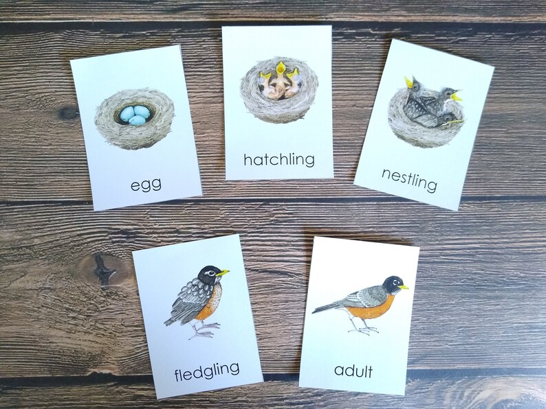 American Robin Life Cycle Pack Homeschool Printable 3-Part | Etsy