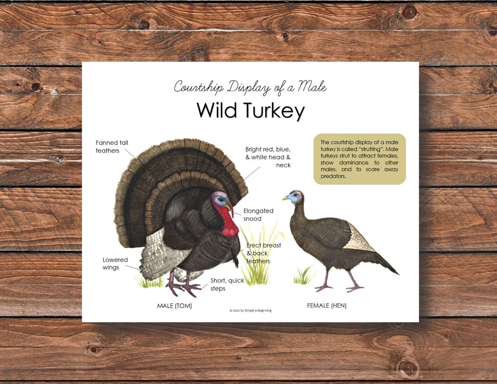 Wild Turkey Courtship Display Poster Etsy