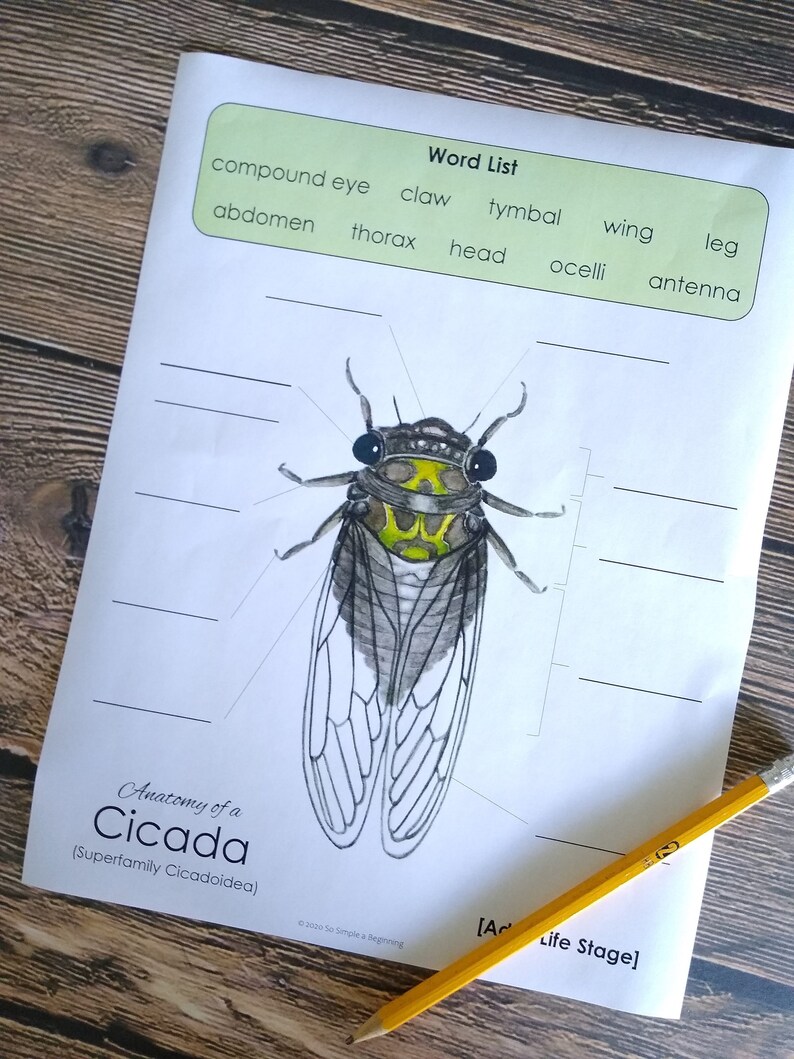 Cicada Anatomy Pack Homeschool Printable Nature Study | Etsy