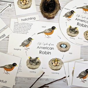 American Robin Life Cycle-pakket | Afdrukbaar thuisonderwijs | 3-delige kaarten | Natuurstudie