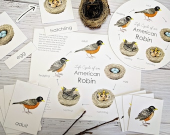 American Robin Life Cycle Pack | Homeschool Printable | 3-Part Cards | Nature Study