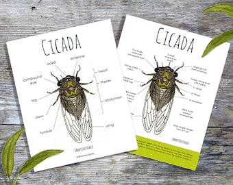 Cicada Anatomy Pack | Homeschool Printable | Nature Study
