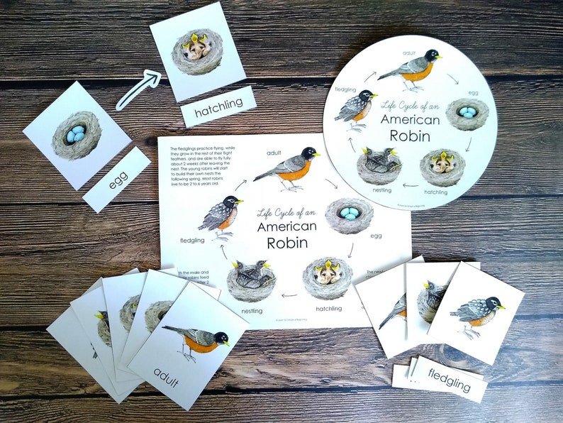 American Robin Life Cycle Pack Homeschool Printable 3-Part | Etsy
