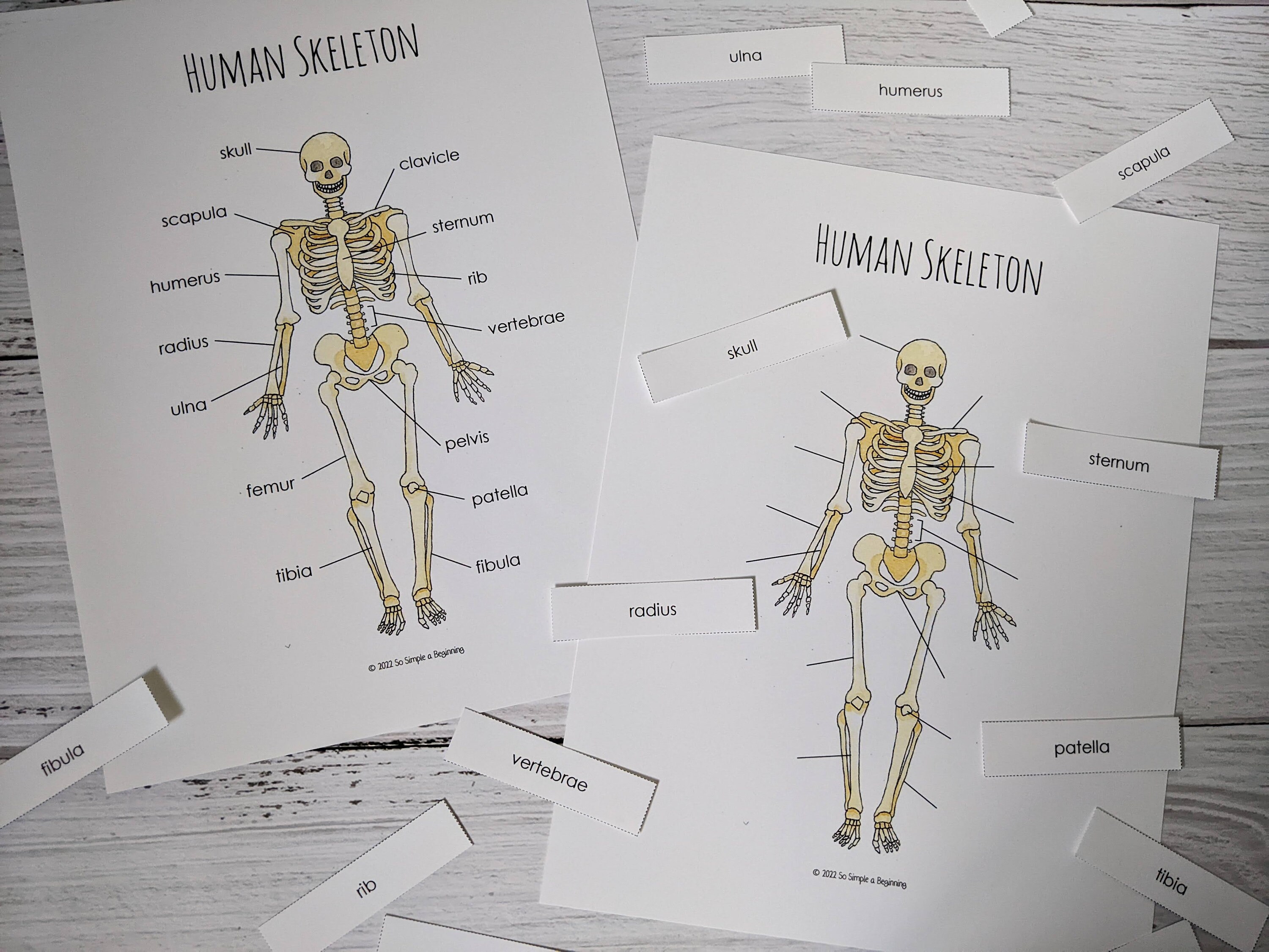 The Human Skeleton | Science | Homeschool Printable - Etsy
