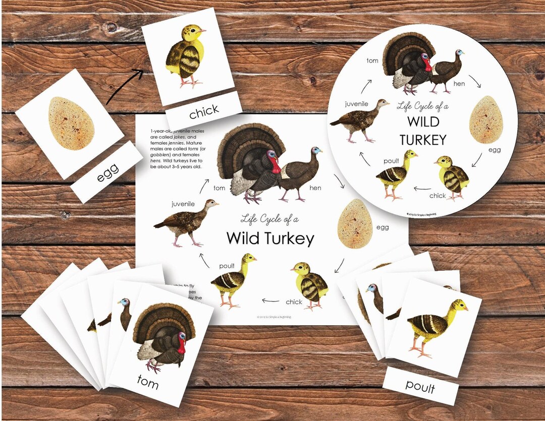 Wild Turkey Life Cycle Pack | Homeschool Printable | Nature Study - Etsy for Free Printable Life Cycle Of A Turkey