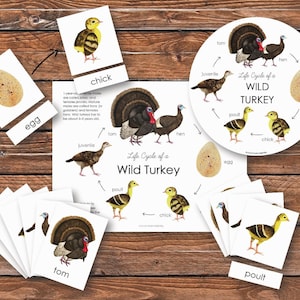 Wild Turkey Life Cycle Pack | Homeschool Printable | Nature Study