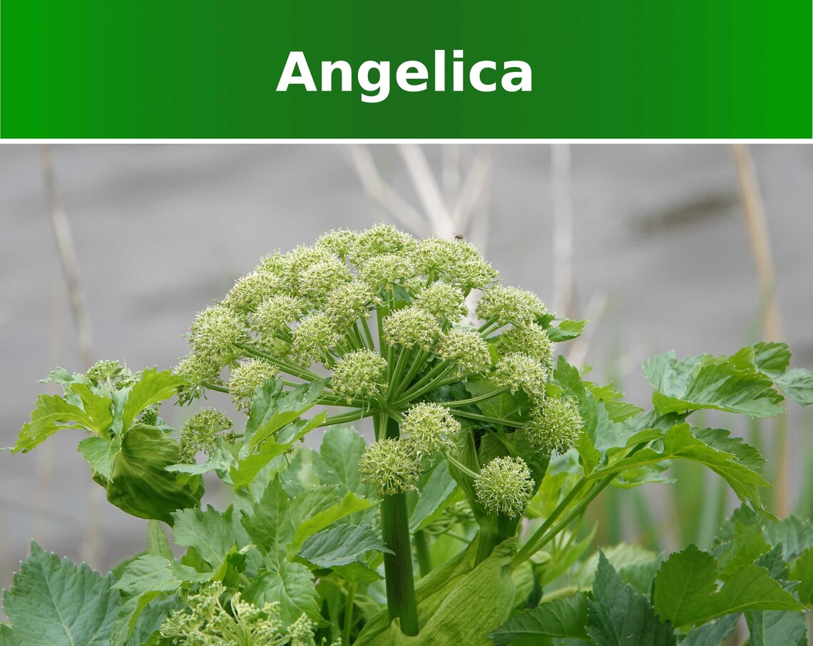 Angelica Seeds 50 Seeds Angelica archangelica Non GMO Etsy