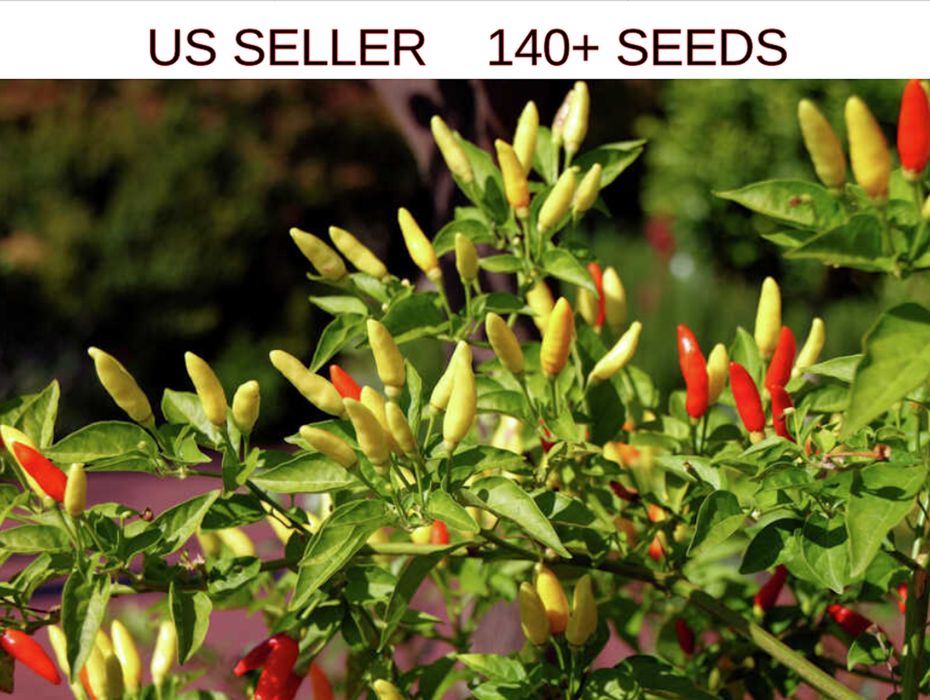 Tabasco Pepper Seeds 140 Seeds 1 Gram Non GMO Etsy