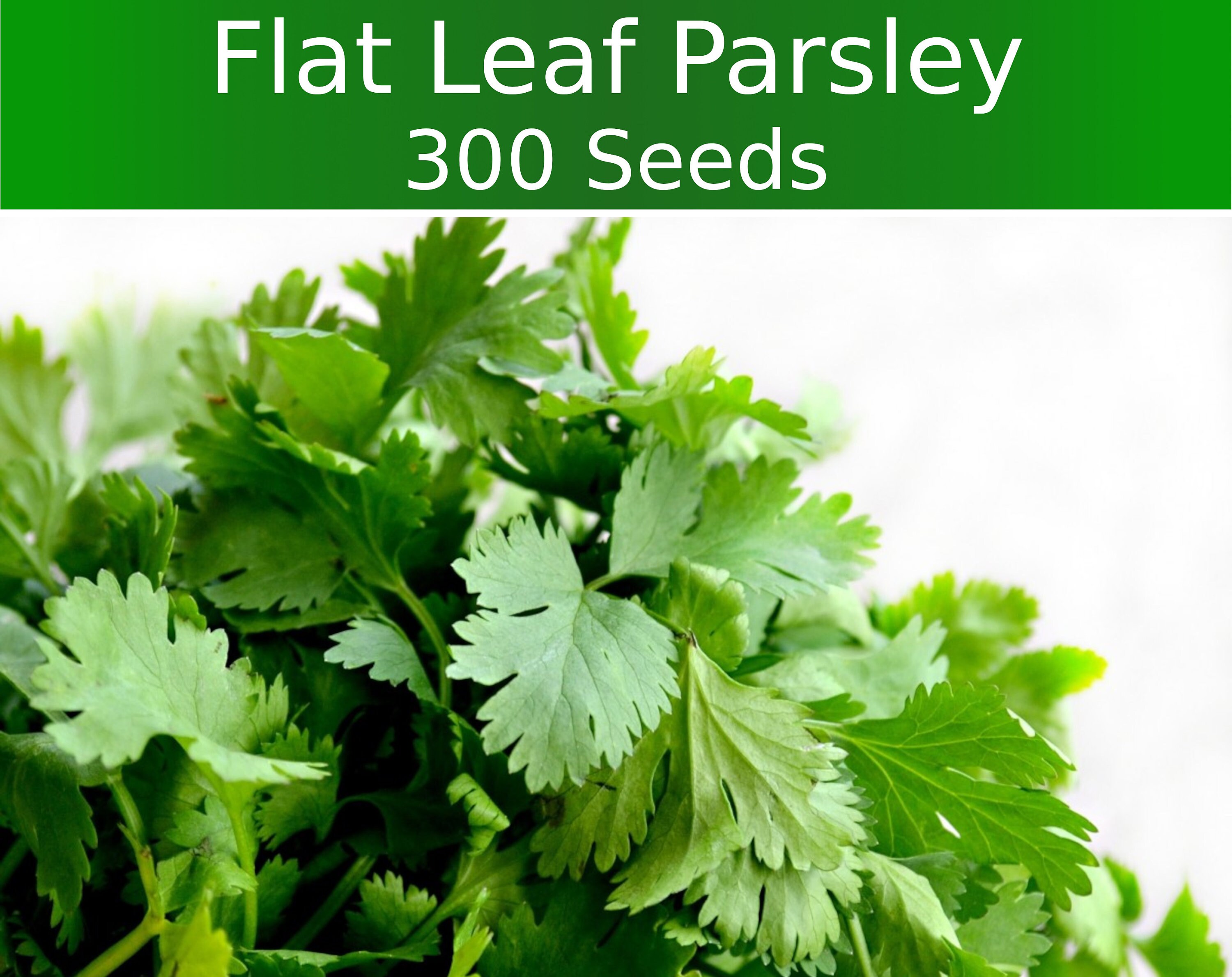 Italian Flat Leaf Parsley Seeds Dark Green 300 Seeds Etsy
