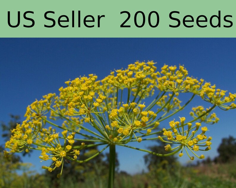 Dill Hera 200 Organic Seeds graveolens NonGMO Etsy