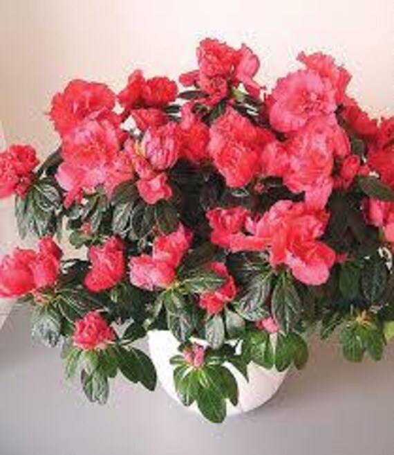 Rare Varieties Azalea Seeds 50 seeds