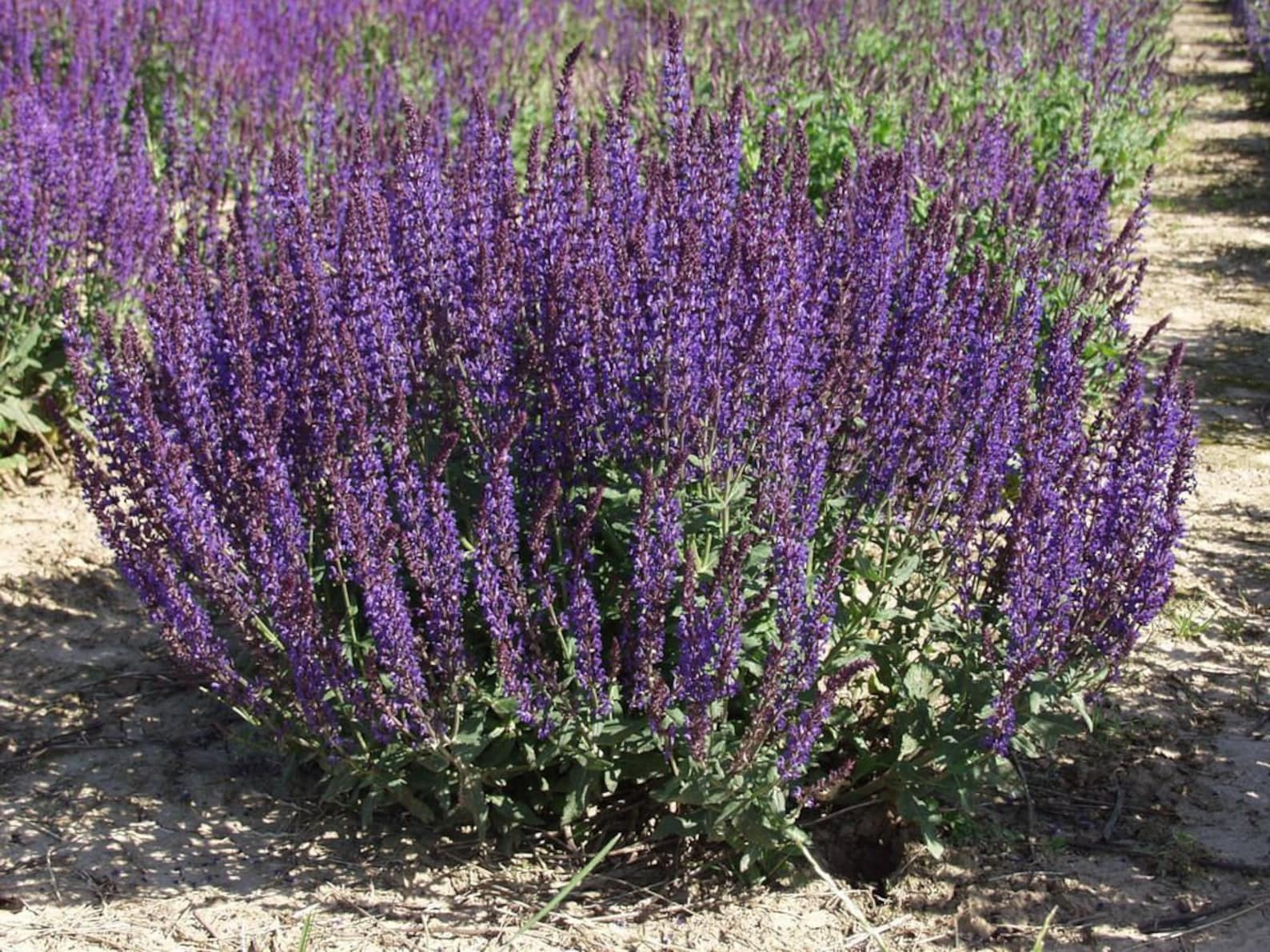 Salvia nemorosa Caradonna