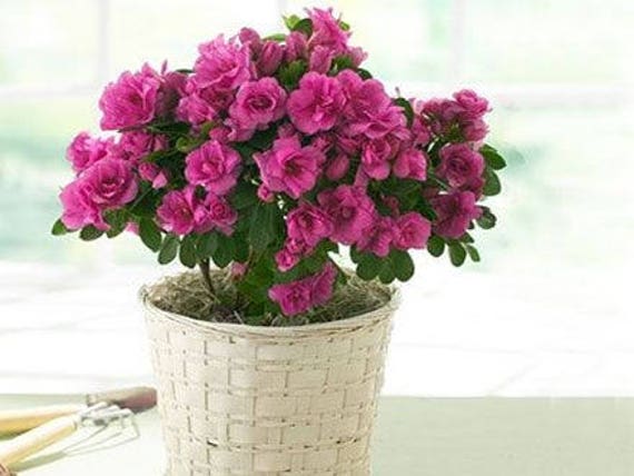 Rare Varieties Azalea Seeds 50 seeds