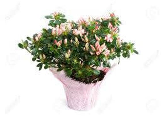 Rare Varieties Azalea Seeds 50 seeds
