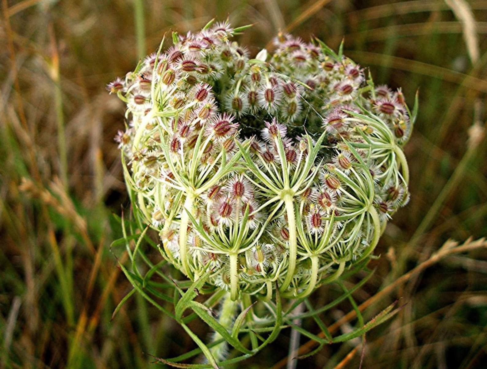 Daucus carota С†РІРµС‚РѕРє