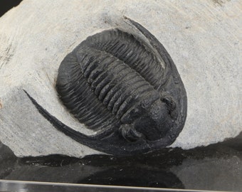 Fossil Trilobite - Cornuproetus Trilobite Fossil from Morocco - Middle Devonian Age