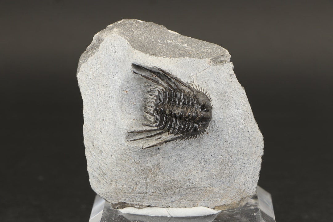 Fossil Trilobite - Leonaspis Trilobite Fossil From Morocco - Middle ...