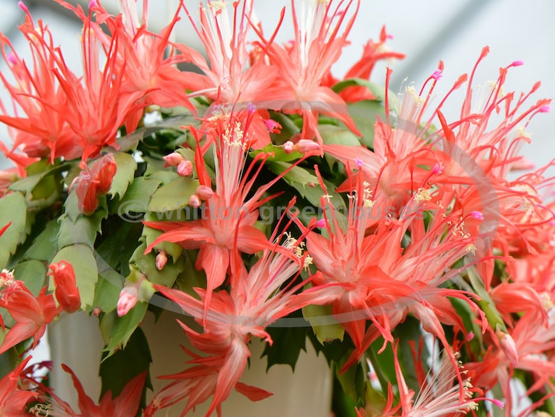 WhittonGreenhouses Thanksgiving Christmas Cactus Cuttings