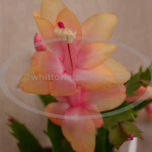 4&quot; OUTONO BRAZIL - in bud Thanksgiving/Christmas Cactus   -   flowering size plant  -  Schlumbergera