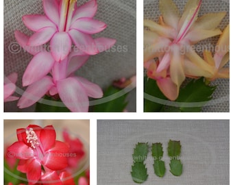 Thanksgiving/Christmas cactus  cuttings choose from named varieties