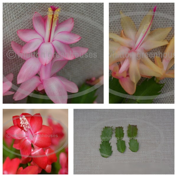 Thanksgiving/Christmas cactus  cuttings choose from named varieties