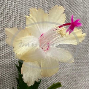 Thanksgiving Christmas cactus &quot;CHELSEA&quot; cuttings