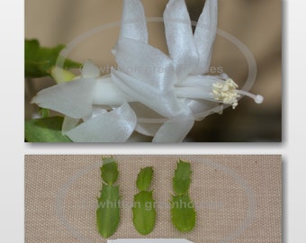 May include: A detailed image of a white flower with slender petals and a prominent stamen. Beneath, three green plant cuttings are displayed on a beige surface. The text "Angel Dance" is on a small white label.