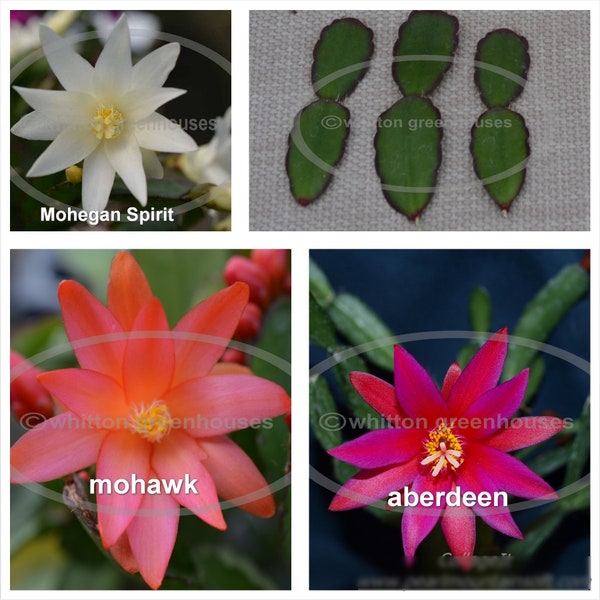 Easter cactus  cuttings choose from named varieties