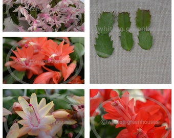Pode incluir: Close-up de quatro variedades diferentes de flores de cacto de Natal. As flores são rosa, vermelhas, amarelas e brancas. A imagem inclui o texto "Whilton Greenhouses".