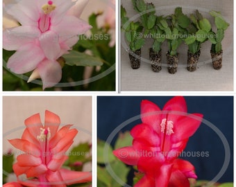 4 Different Named Christmas Cactus Plants (Schlumbergera) - Starter Plants Variety Pack | Zygo Cactus Collection
