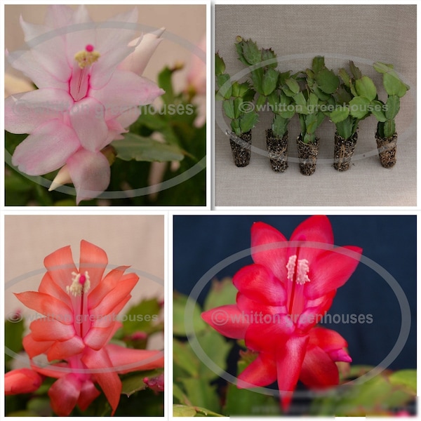 Thanksgiving Christmas Cactus  Assortment  5  Starter Size  Plants - All Different Varieties -  Schlumbergera