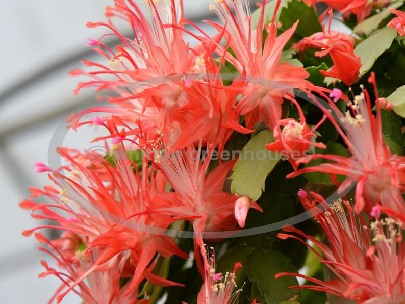 WhittonGreenhouses Thanksgiving Christmas Cactus Cuttings - Thumbnail 3