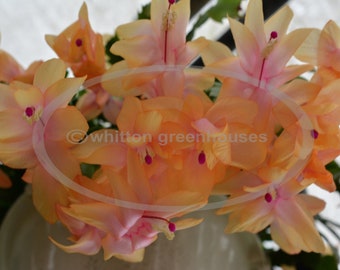 May include: A cluster of peach-colored Christmas cactus blooms with pink centers. The flowers are in various stages of bloom, some fully open and others still in bud.