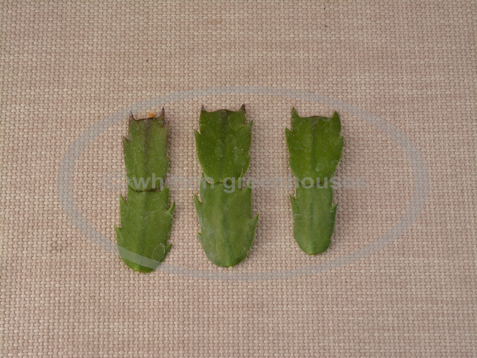 Christmas cactus OUTONO BRAZIL cuttings | Etsy