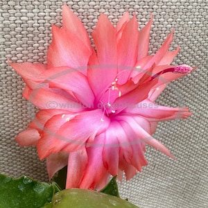 May include: A close-up of a vibrant pink and coral Christmas cactus flower. The flower has multiple layers of petals and delicate stamens. The background is a textured, neutral-toned surface. The image showcases the beauty of the plant.