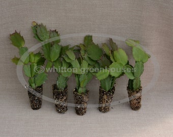 May include: Six small green cactus plants in brown pots with roots showing. The plants are arranged in a row on a beige textured surface.