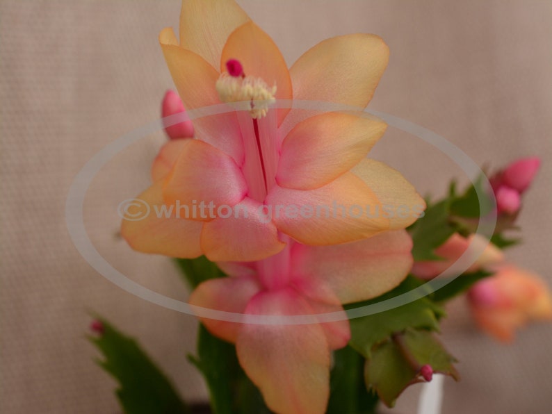 Christmas cactus OUTONO BRAZIL cuttings | Etsy