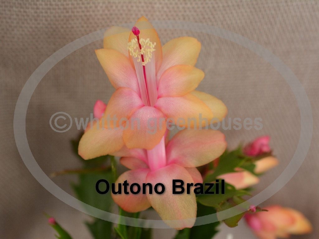 Thanksgiving Christmas Cactus outono Brazil - Etsy