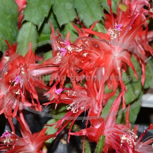 Boutures de cactus de Noël « CHIBA SPOT » pour Thanksgiving