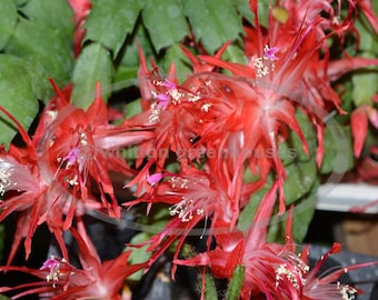 Thanksgiving Christmas cactus "CHIBA SPOT" cuttings