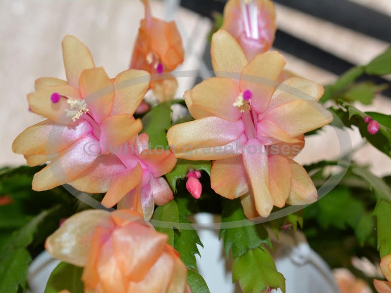 Christmas Cactus OUTONO BRAZIL 4 | Etsy
