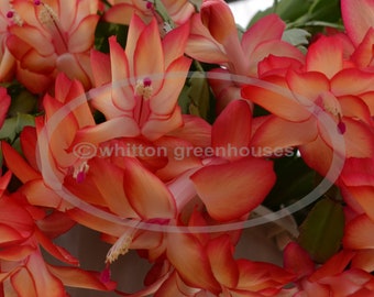 May include: Close-up of a cluster of vibrant orange and red Christmas cactus blooms. The flowers have a delicate, layered appearance with a hint of pink at the centre.