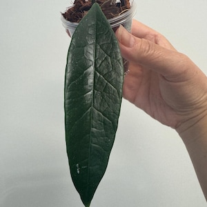 Hoya Sulawesiana. Updated with new growth