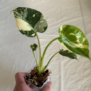 Monstera Thai con