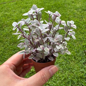 Sukulent Pink Lady/Różowa Pantera. Callisia repens. Wybór hodowcy.